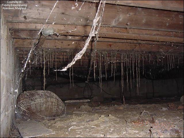 Drywood Termites Termite Tunnels Hanging From Ceiling